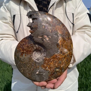2.27kg Natural Ammonite Fossil Reiki Crystal Specimen Mineral Decor Crystal Gift - Bild 1 von 13
