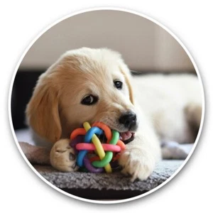 2 x Vinyl Stickers 25cm - Golden Retriever Labrador Puppy Dog #45176 - Photo 1/8