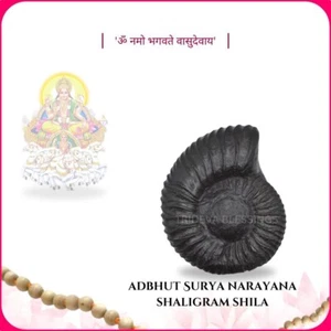 Adbhut Maha Vishnu Surya Narayana Shaligram Shila - EBS62 - Picture 1 of 5
