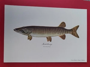 3 VINTAGE ORIGINAL HEDDON’S FAMOUS COLLECTION CRAPPIE-LARGEMOUTH-MUSKELLUNGE - Picture 1 of 3