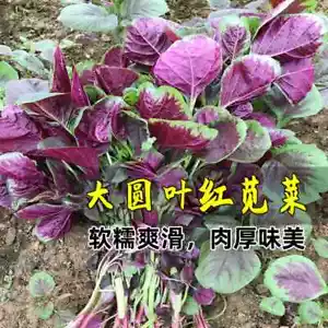 Round-leaved Red Amaranth Seed 汉菜红圆叶苋菜种子白籽种四季孑柳叶春季蔬菜种籽菜籽 - Foto 1 di 5