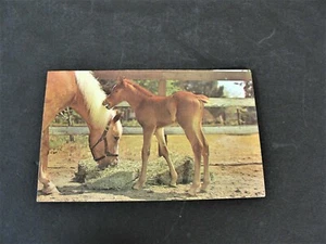 Farm Horses - Vintage 1963 Postmarked Postcard. - Picture 1 of 2