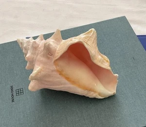 Rare Flawless Natural Vintage Pink Conch Shell Large Spiral 7” X 5” - Picture 1 of 7