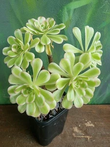 Aeonium arboreum Variegated Rare Succulent Collectors plant Xmas Gift šµ - Picture 1 of 6