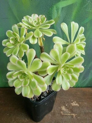 Aeonium arboreum Variegated Rare Succulent Collectors plant Xmas Gift 🌵  - Image 1 of 4
