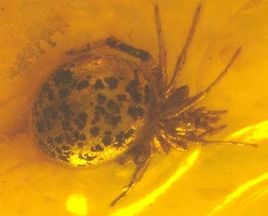 Spider with Large Abdomen in Dominican Amber Fossil Gemstone - Picture 1 of 11