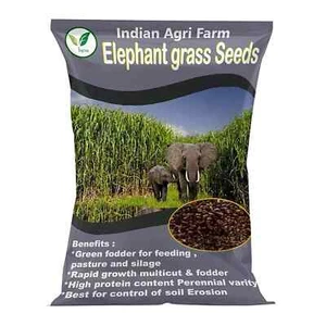 Elephant Grass - 500 gram/Pennisetum purpureum/Napier grass /Multicut Seebs @+ - Picture 1 of 3