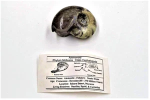 Fossile di ammonite goniati lucida originale, deserto del Marocco - Grande (182 grammi) - Foto 1 di 6