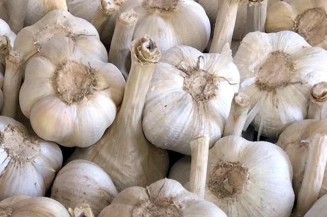 TESTE DI AGLIONE DA SEME PER LA SEMINA  SEMI DI AGLIONE DAI 7-8 SPICCHI - Immagine 1 di 1