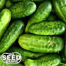 National Pickling Cucumber Seeds - 25 Seeds Non-Gmo