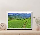 Green Rice Fields in The Mountains Poster Premium Quality Choose your Size