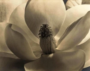 Imogen Cunningham Magnolia Blosso Fotografía Arte Giclee Impresión Lienzo Fino - Imagen 1 de 4