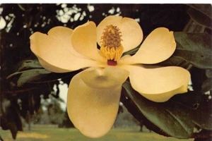 Magnolia Blossom State Flower of Louisiana postal de colección CP313 - Imagen 1 de 2