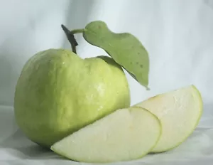 Guayaba híbrida BeauFlora (guayaba Allahabad, planta de capas) 1 planta de raíz desnuda - Imagen 1 de 1