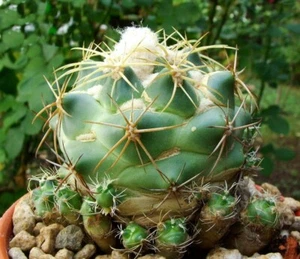 10 x Coryphantha Pycnacantha Spiney Cactus Seeds - Super Chunky Cactus - Picture 1 of 3