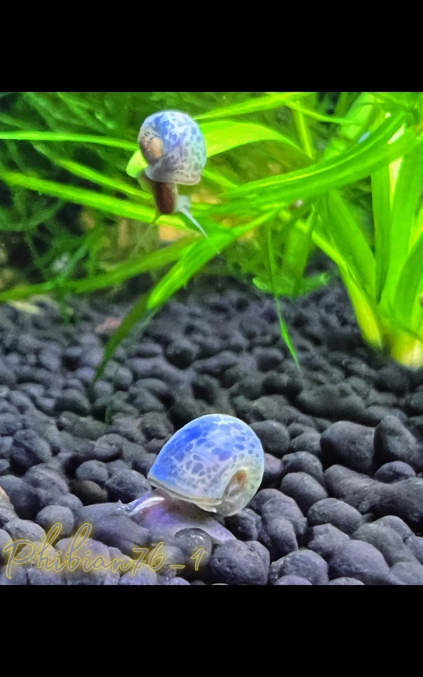 15+ caracoles de leopardo azul vivo Ramshorn  Foto 1 de 1