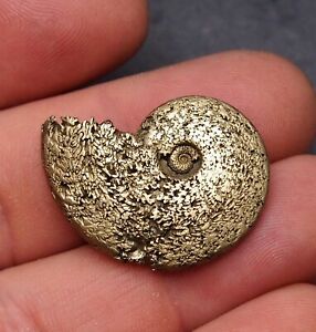 32mm Ammonite Pyrite Fossil fossilien Ammoniten France Golden lot