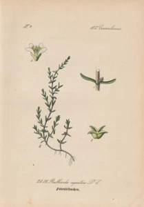 Wasser-Dickblatt (Crassula aquatica) antike Chromo-Lithografie von 1886 Vintage - Bild 1 von 1