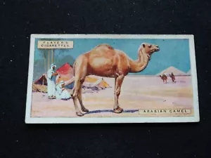 1924 John Player & Sons Natural History Card # 10 Arabian Camel (VG/EX) - Picture 1 of 3