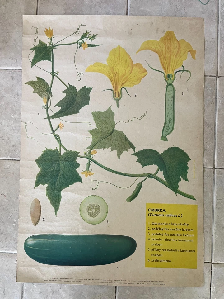 Carta escolar original vintage desplegable de pepino, verduras Foto 1 de 1