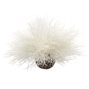 BiOrb Sea Lily - White - Picture 1 of 1