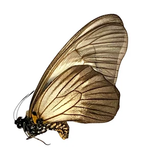 Insecto Mariposa Papilionidae Graphium hachei moebii - ¡Rara vez se ofrece hembra 2! - Imagen 1 de 2