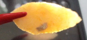 PFEILSPITZE NEOLITHIKUM SPITZE ERSTAUNLICHE VERARBEITUNG NL-18 - Bild 1 von 4
