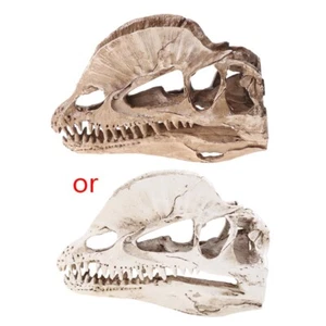 Dilophosaurus Dinosauro Teschio Resina per Scheletro Fossile Insegnamento Modello Hal - Foto 1 di 8