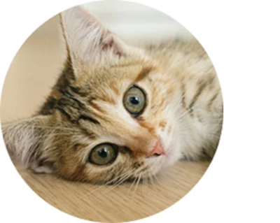 PET CAT FACE Photo Charm Black Leather Chain Cord Rope Silver Bracelet Women Men - Image 1 of 4