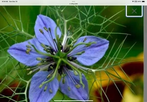 Black Cumin Seeds - Nigella sativa Seeds - Culinary Medical Organic Seeds 15 - Picture 1 of 3