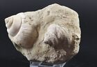 Fossil 2 Natica Gastropod Seashells Eocene Gaas France Coa 5876