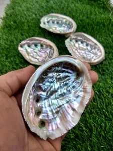 Natural Multi Shiny Abalone Shell Smudge Bowl, Non Polish Shell, 3 - 4 Inch Size - Picture 1 of 10