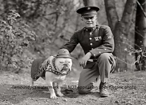 First Marine Corps Mascot Dog PHOTO Sgt Major Jiggs, Bulldog USMC WWI 1925 - Picture 1 of 2
