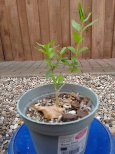 Pre Bonsai, Mame, Shohin, Liguster ovalifolium, ca. 12 cm - Bild 1 von 1