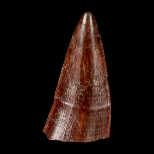 0.7" Postosuchus Rauisuchid Archosaur Fossil Tooth Redonda Formation NM COA - Picture 1 of 8