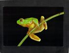 B8509 Australia Queensland Museum Orange-eyed Tree Frog postcard