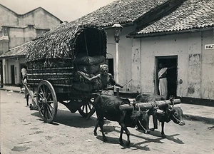 SRI LANKA c.1950 -Boeufs Marquage Paysan Charette Colombo- Ph. Galloway - GF 476 - Picture 1 of 2