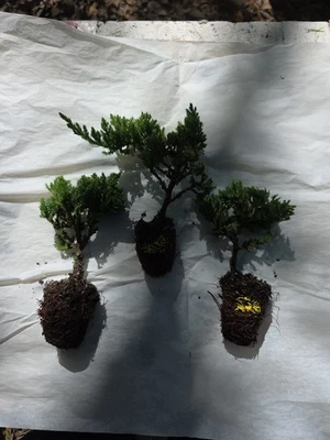 3 Young Juniper Bonsai Procumbens Nana  Tree Ready to Train  Live 4-5" Tall Y2 - Image 1 of 4