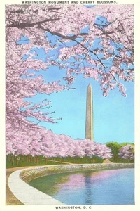 Wall Art Print Cherry Blossoms, Washington Monument, Washington D.C., 12" x 18" - Picture 1 of 3