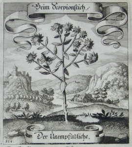 1646 engr. the plant shown was linked to a member, with name "tough one". - Picture 1 of 7
