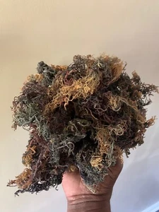 Dr. Sebi Raw Sea Moss-Full Spectrum-organic, wild crafted 5 POUND BULK- B GRADE - Picture 1 of 10