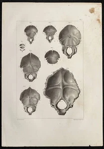 1864 - OS Occipital Of Skull - Plank Anatomy - Lithography Léveillé - Bild 1 von 3