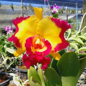 Maceta Cattleya Orchid Village Chief Rose Plant Rlc tamaño 3-4 pulgadas - Imagen 1 de 5