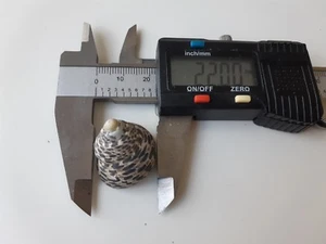 10 x Mediterranean sea shells of Mondonta Articulata found in Cyprus cost line - Foto 1 di 6