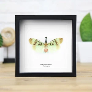 Clavat Planthopper Bug Insect- Handcrafted Entomology Taxidermy Frame - Foto 1 di 3