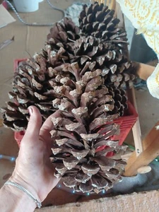 Lot Of 10 Giant LG 6to8" Longleaf Pine Cone Cones Art Crafts Home Decor School - Picture 1 of 5