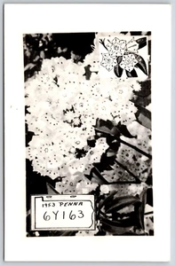 Pennsylvania State Flower Mountain Lorbeer Arrangement Vintage Postkarte - Bild 1 von 2