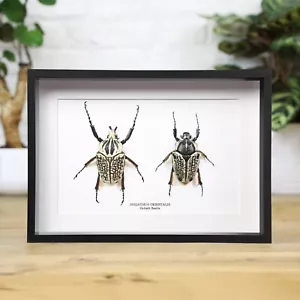 Goliath Beetle Pair Insect Bug Entomology Taxidermy Box Frame Home Decor - Foto 1 di 3