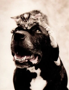 Kitty Cat Kitten Napping On Black Lab Dog Leanin' Tree Blank Cards - Set of 6 - Picture 1 of 2