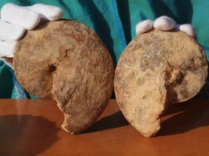 Ammonite Fossil Sea Shell Morocco Cambrian Period 485 Million Years Old - Picture 1 of 1